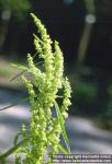 Photo: Rumex 1.