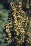 Photo: Rumex longifolius 1.