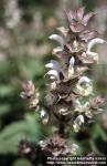 Photo: Salvia sclarea 1.