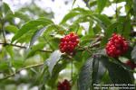 Photo: Sambucus racemosa 8.