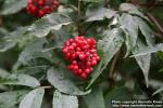 Photo: Sambucus racemosa 10.