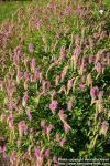 Photo: Sanguisorba hakusanensis.