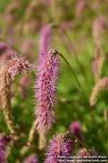 Photo: Sanguisorba hakusanensis 1.