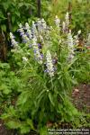 Photo: Salvia farinacea 2.