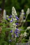 Photo: Salvia farinacea 3.