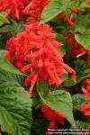 Photo: Salvia splendens 1.