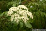 Photo: Sambucus nigra 12.