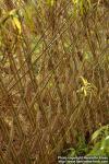 Photo: Salix viminalis 4.