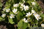 Photo: Sanguinaria canadensis 11.