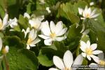 Photo: Sanguinaria canadensis 12.