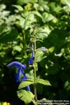 Photo: Salvia patens 4.