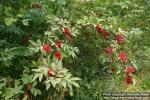 Photo: Sambucus racemosa 13.