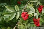 Photo: Sambucus racemosa 14.