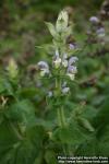 Photo: Salvia sclarea 4.