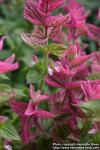 Photo: Salvia viridis 6.