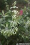 Photo: Salvia discolor.