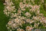 Photo: Saponaria officinalis 7.