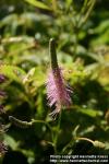 Photo: Sanguisorba hakusanensis 4.