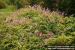 Photo: Sanguisorba hakusanensis 5.