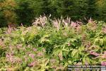 Photo: Sanguisorba hakusanensis 6.