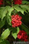 Photo: Sambucus racemosa 16.