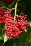 Photo: Sambucus racemosa 19.