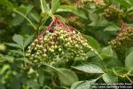 Photo: Sambucus nigra 16.