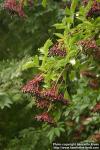 Photo: Sambucus nigra 19.