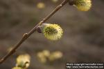 Photo: Salix 16.