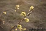 Photo: Salix 17.