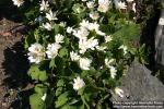 Photo: Sanguinaria canadensis 13.