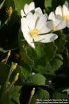 Photo: Sanguinaria canadensis 14.