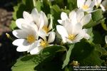 Photo: Sanguinaria canadensis 15.