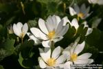 Photo: Sanguinaria canadensis 16.