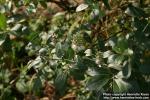 Photo: Salix glauca.