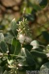 Photo: Salix glauca 1.