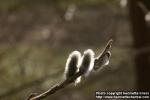 Photo: Salix 19.