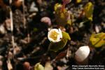 Photo: Sanguinaria canadensis 20.