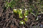 Photo: Sanguinaria canadensis 22.