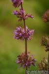 Photo: Salvia yunnaensis 2.