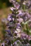 Photo: Salvia sclarea 8.