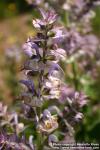 Photo: Salvia sclarea 9.