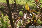 Photo: Sambucus racemosa 20.