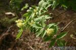 Photo: Sambucus racemosa 21.