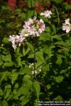 Photo: Saponaria officinalis 09.