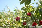 Photo: Sambucus racemosa 26.