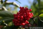 Photo: Sambucus racemosa 27.