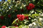 Photo: Sambucus racemosa 28.