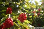 Photo: Sambucus racemosa 30.