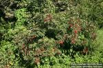 Photo: Sambucus racemosa 37.